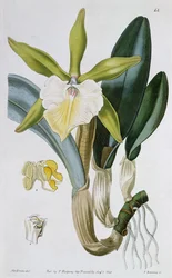 Orchidea: Brassavola glauca, pubblicata da I. Ridgway, 1846
